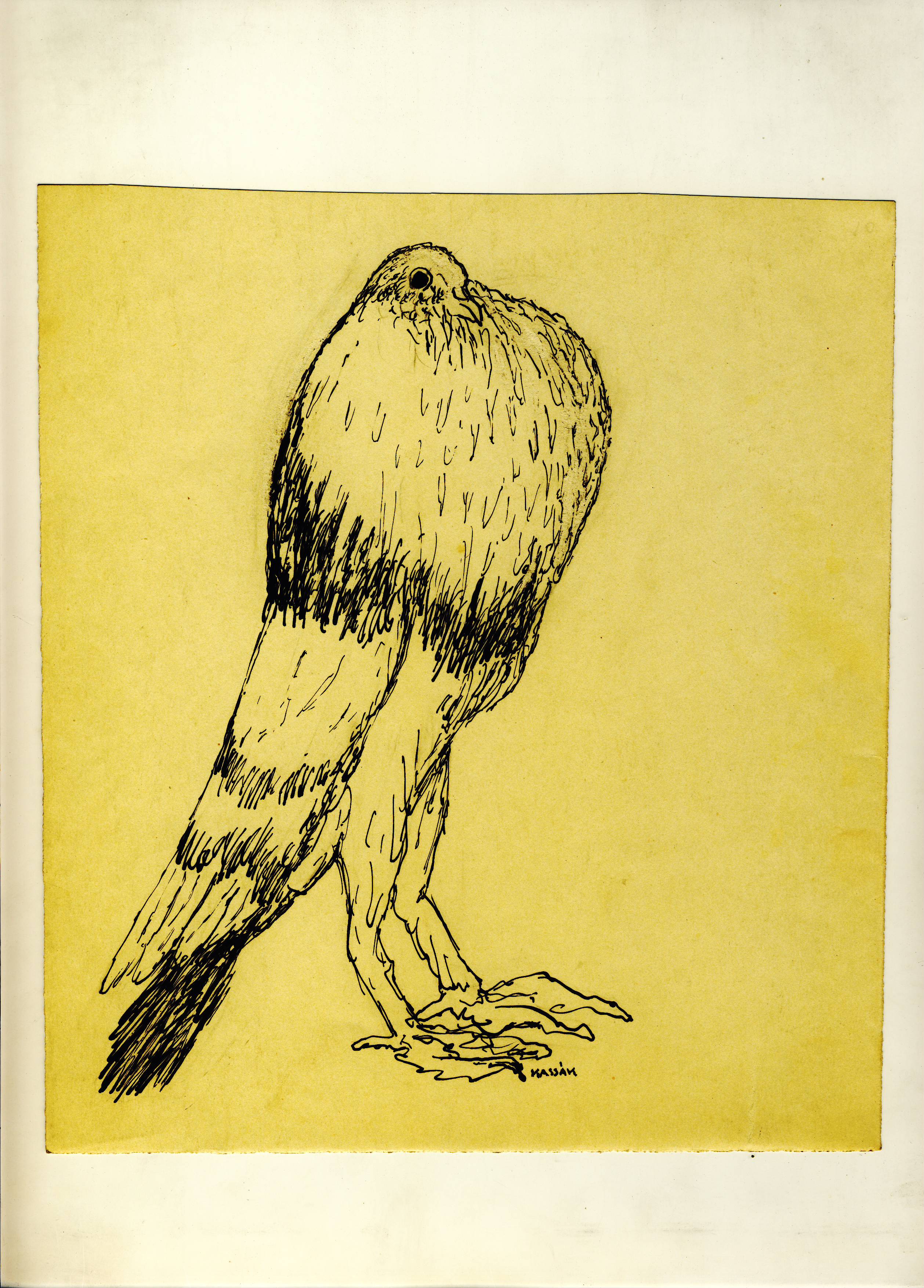 Kassák: Galamb, 1950-es évek, papír, tus, toll, a Kassák Múzeum gyűjteménye