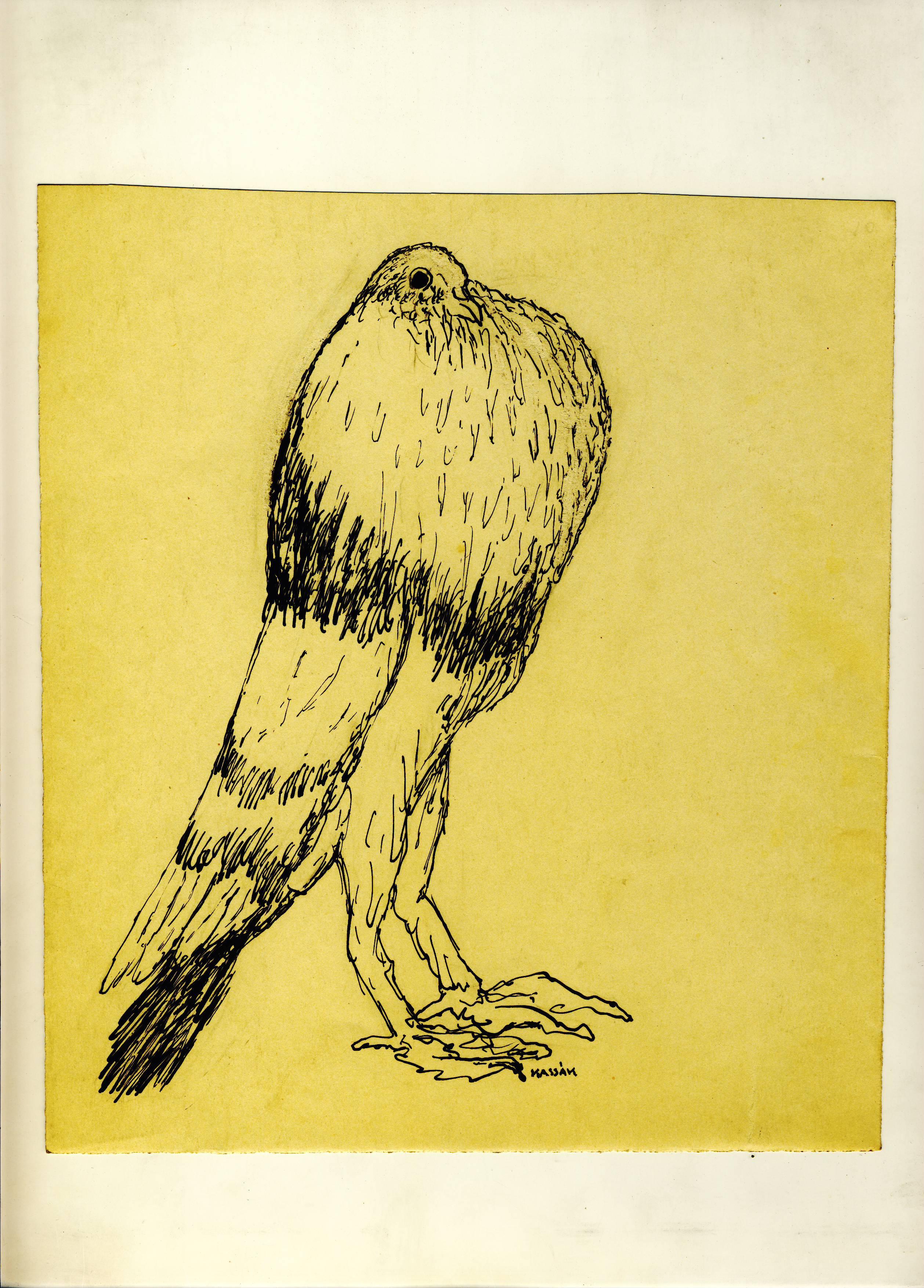 Kassák: Galamb, 1950-es évek, papír, tus, toll, a Kassák Múzeum gyűjteménye